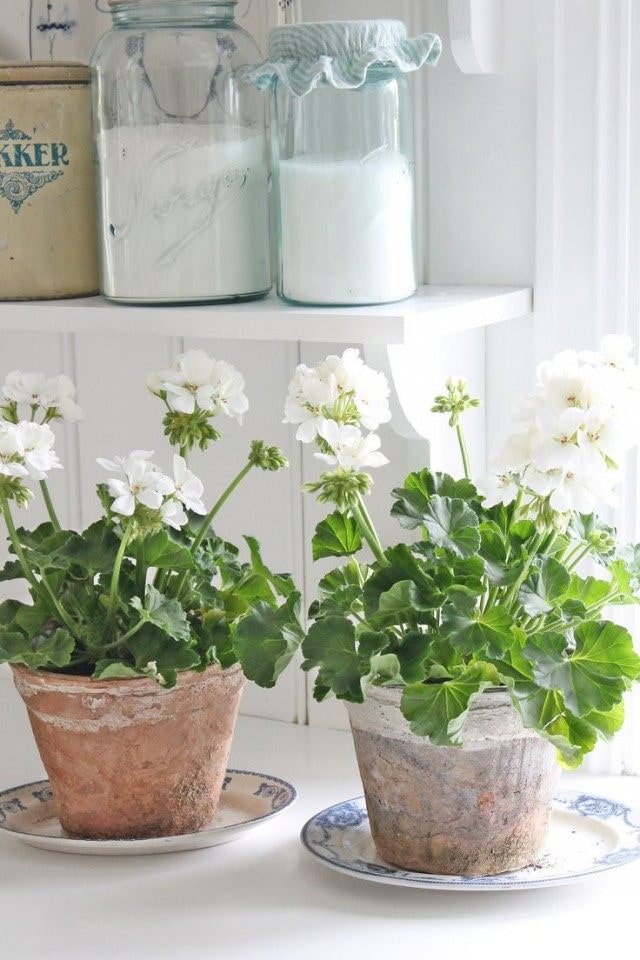 Geranium in de keuken
