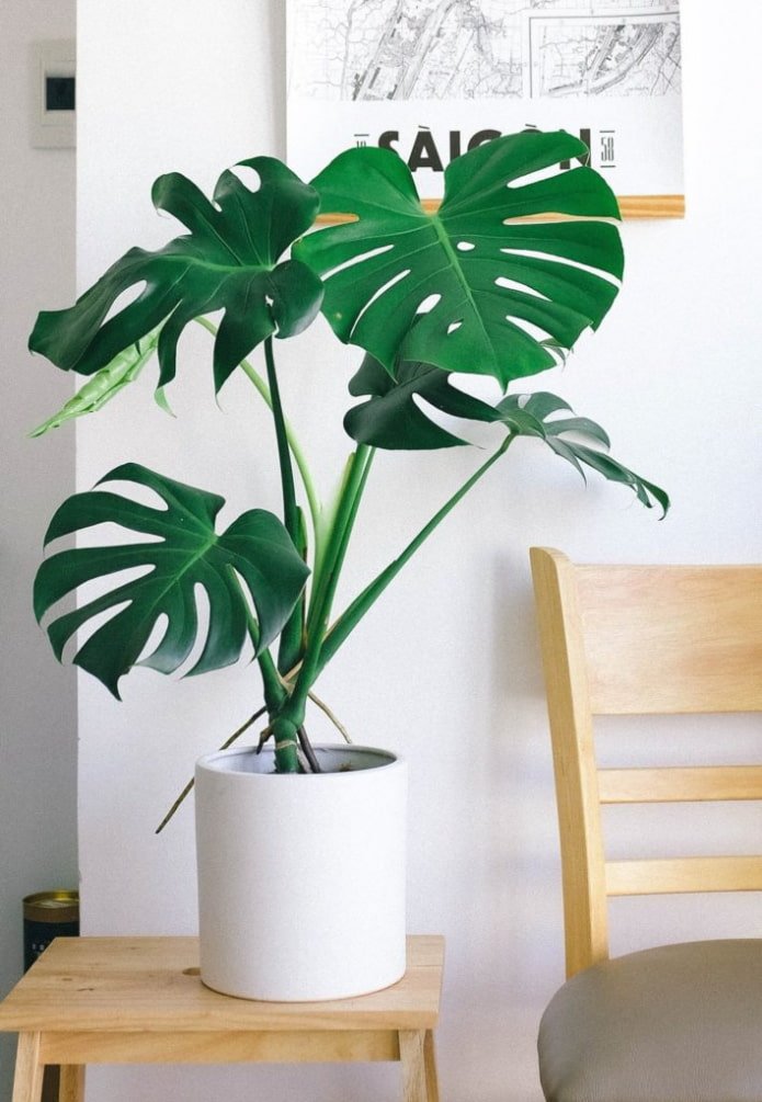 Monstera in de woonkamer