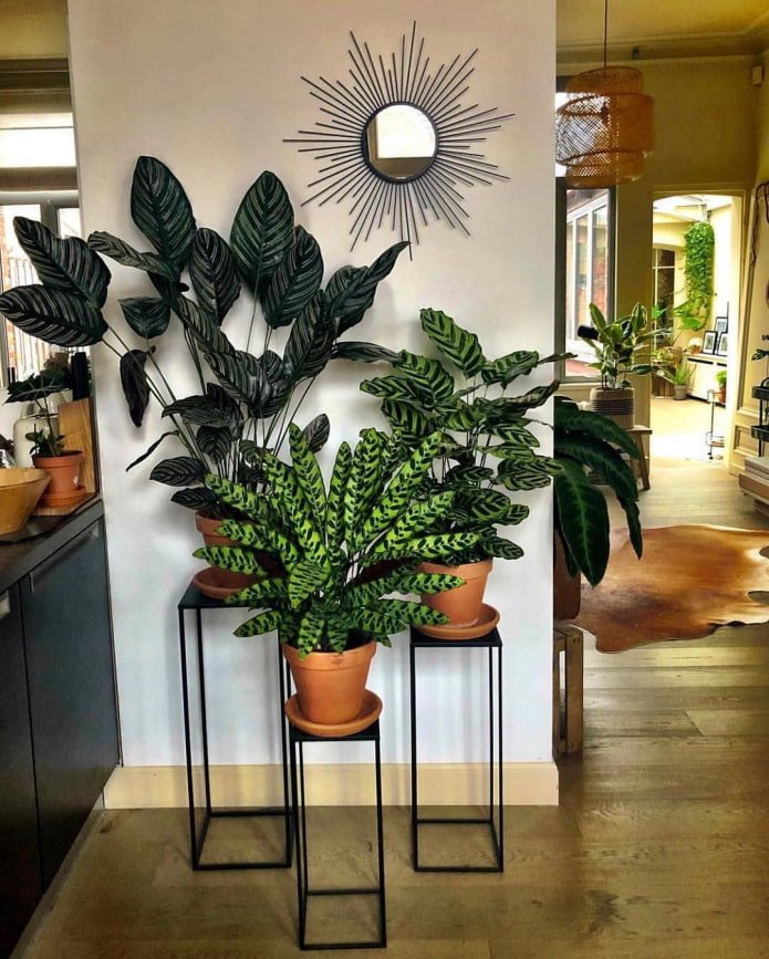 Een blikvanger in het interieur gemaakt van planten