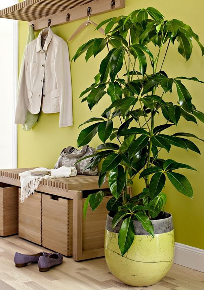 Plant in de gang
