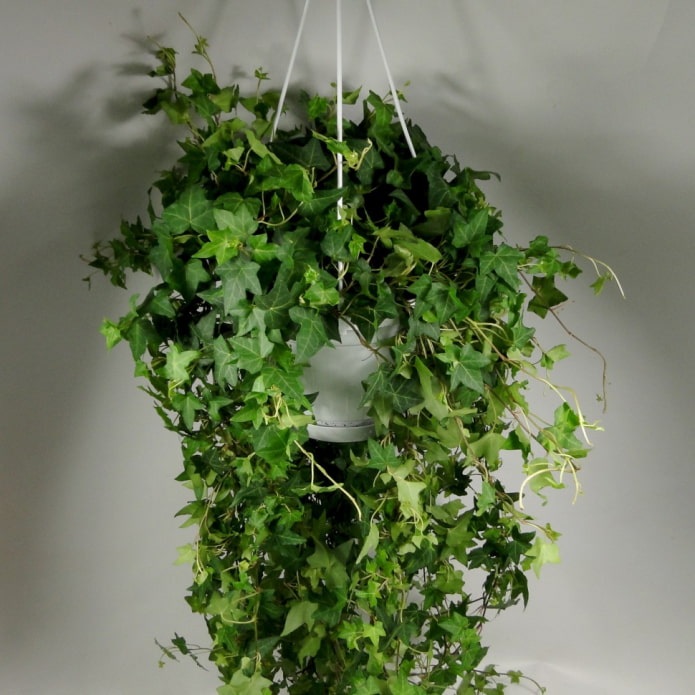 Klimphilodendron