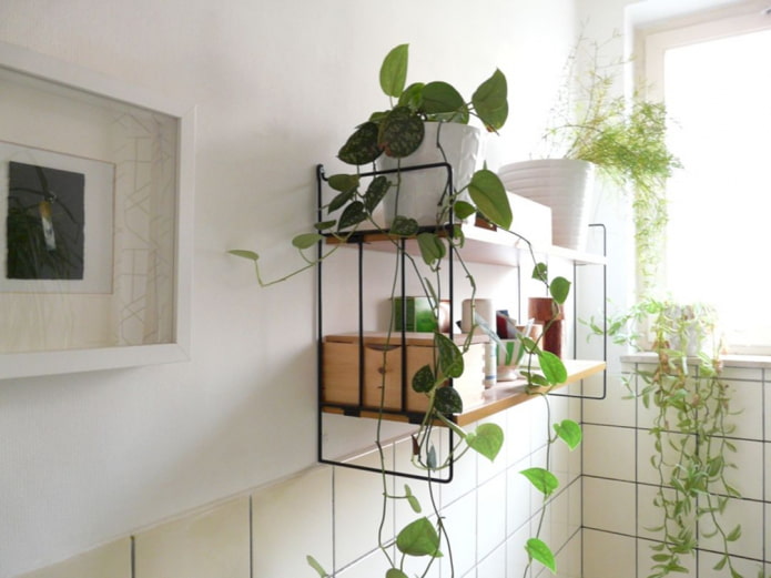 planten op een plank in de badkamer