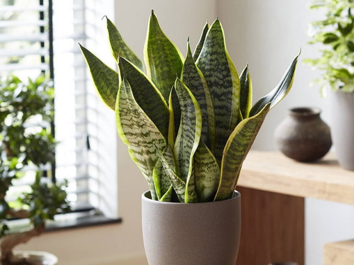 sansevieria voor de badkamer