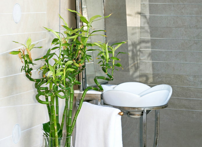 decoratieve bamboe in het interieur