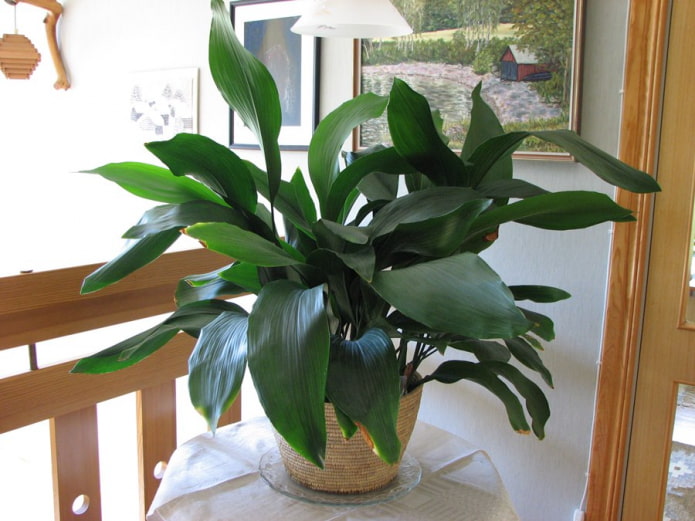 volwassen aspidistra