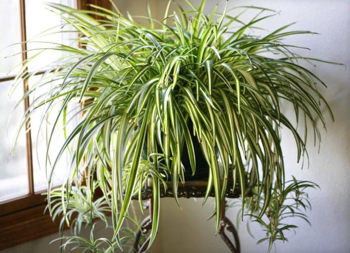 chlorophytum in de badkamer