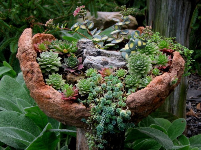 Mini-rotstuin met vetplanten