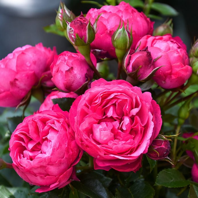 Rose King Arthur