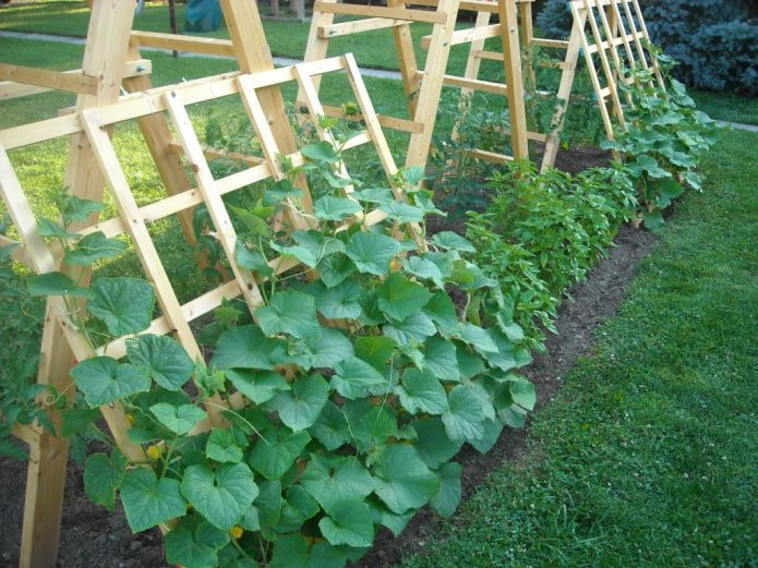 komkommers op trellis