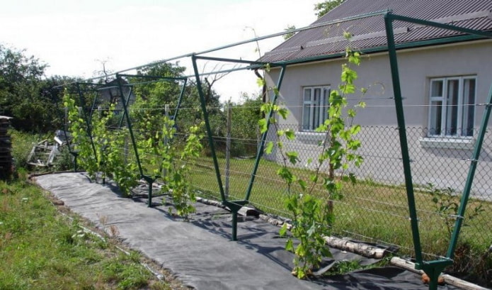 trellis voor druiven