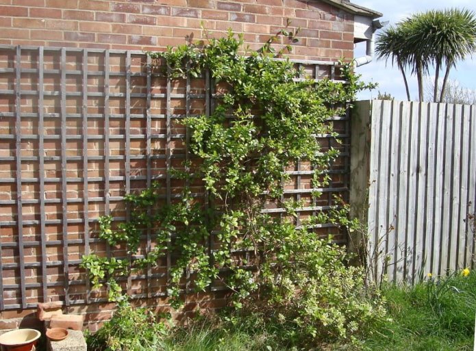 trellis aan de muur