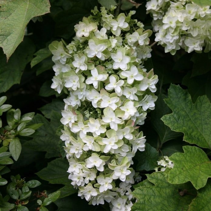 witte hortensia