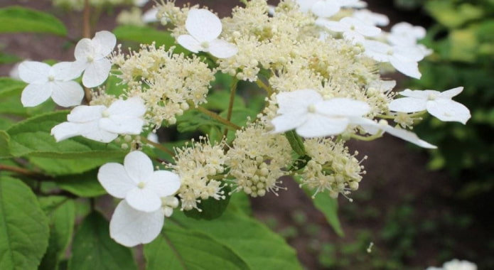 Hydrangea Bodembedekker Bretschneider