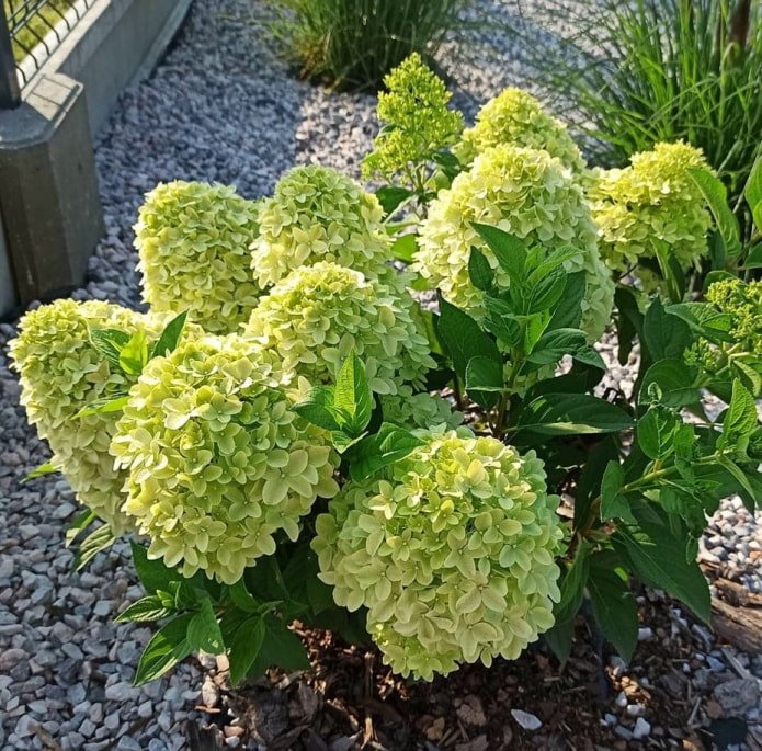 kleine hortensia