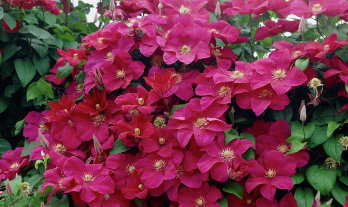 clematisbloemen