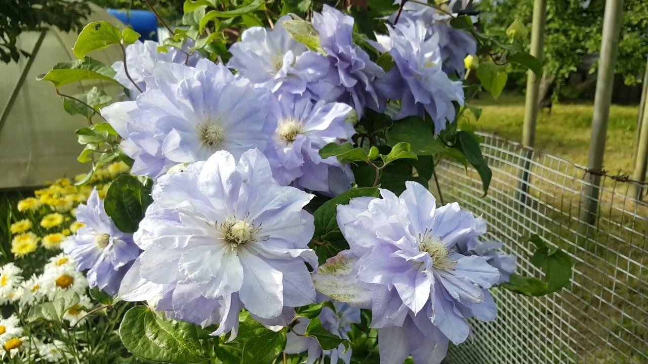 witte en lila clematisbloemen