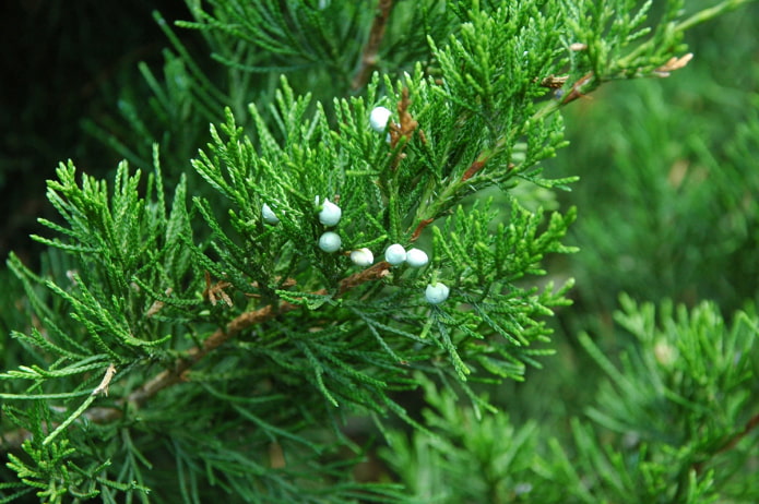 Virginiaanse jeneverbes