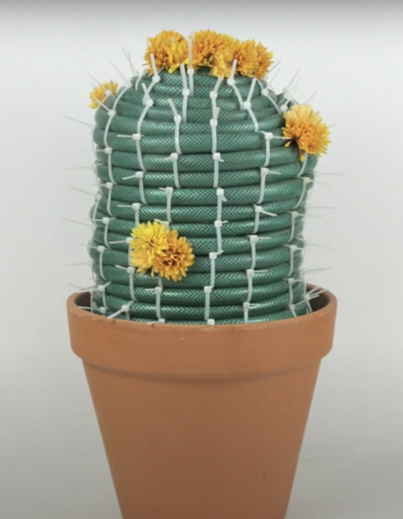 cactus van een tuinslang