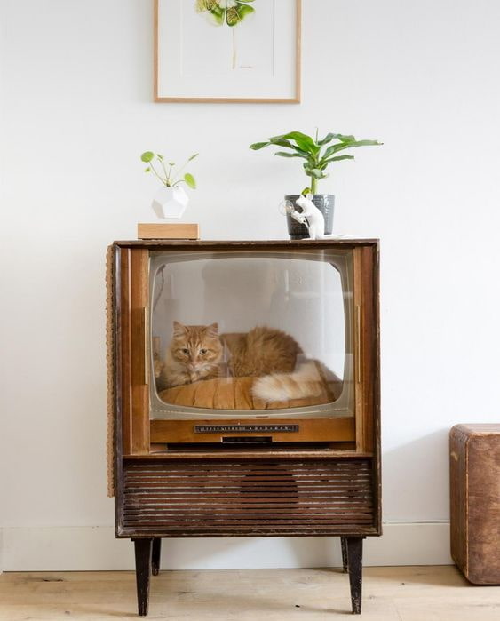 Kat op tv