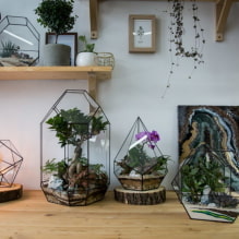De populairste soorten vetplanten - 3