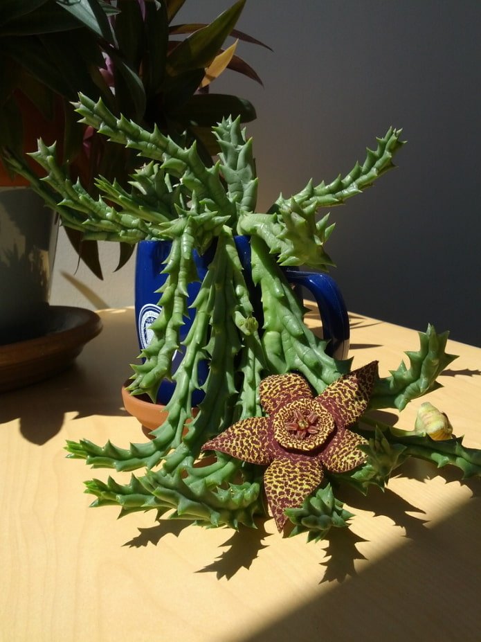 stapelia bloei