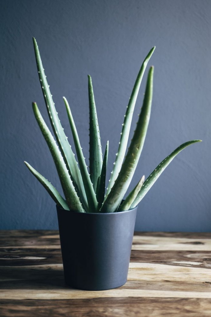 Aloe vera real