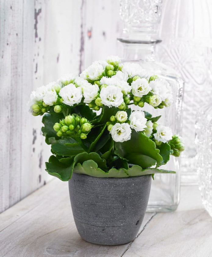 bloeiende Kalanchoe