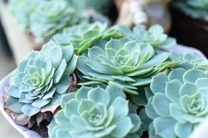 echeveria in een pot
