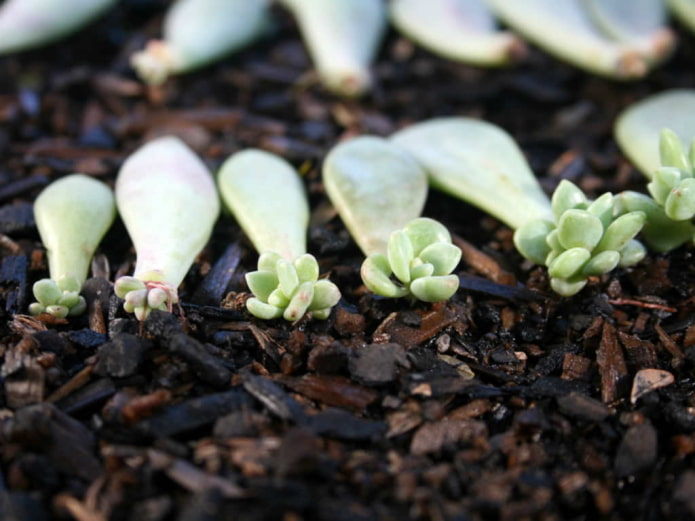 Echeveria voortplanting