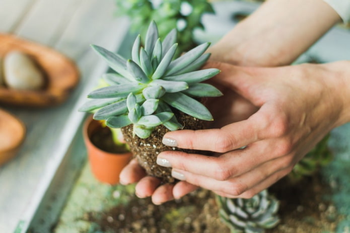 een vetplant verplanten