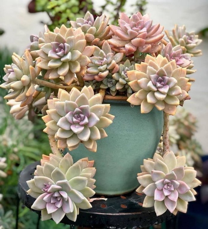 vetplanten in een pot