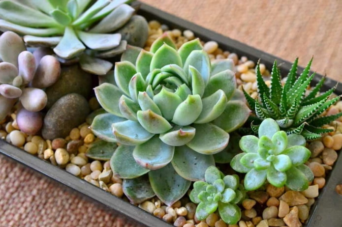 echeveria-arrangement