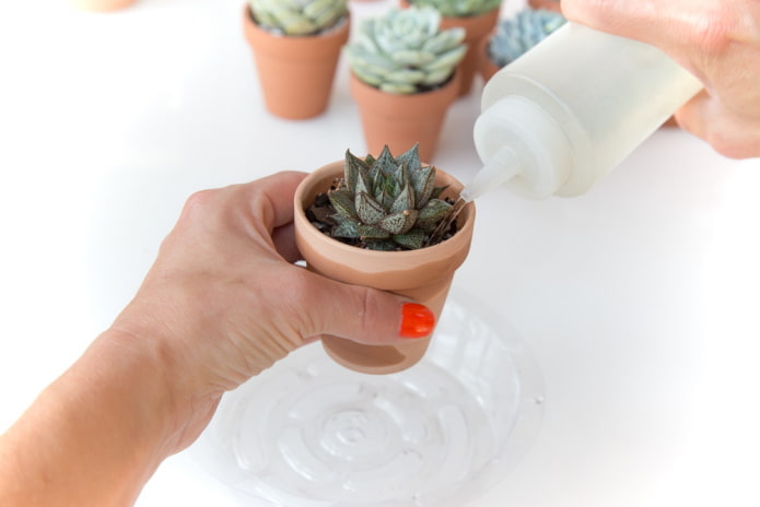 water geven aan vetplanten