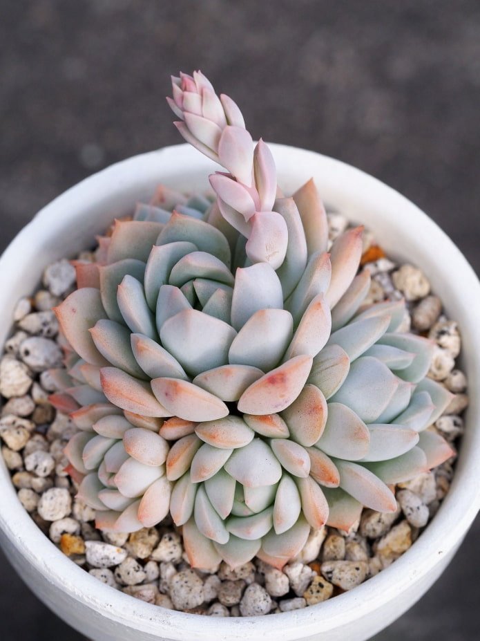 vetplant in een pot