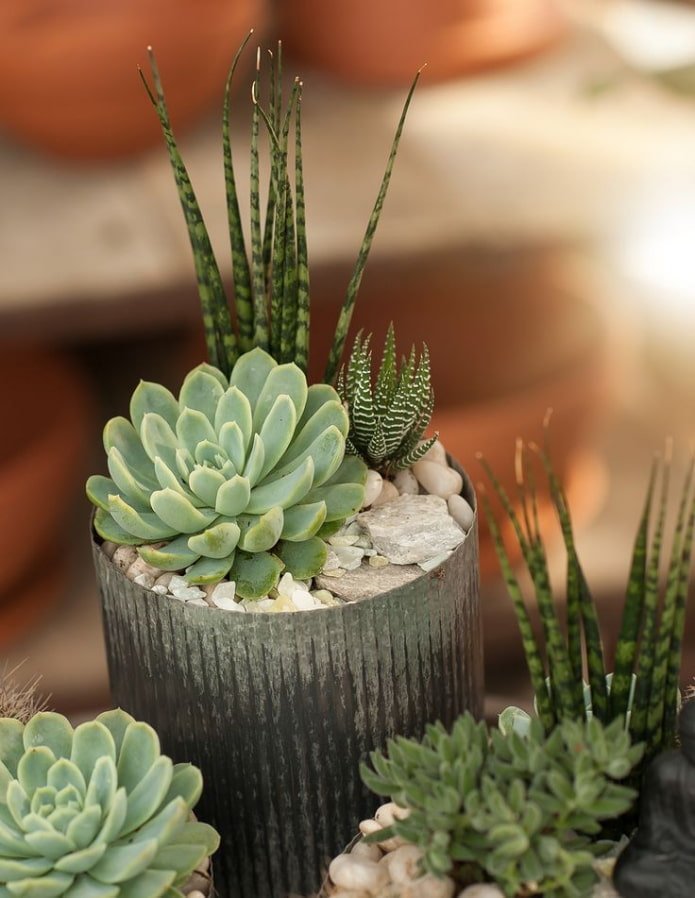 verschillende vetplanten in ??n pot