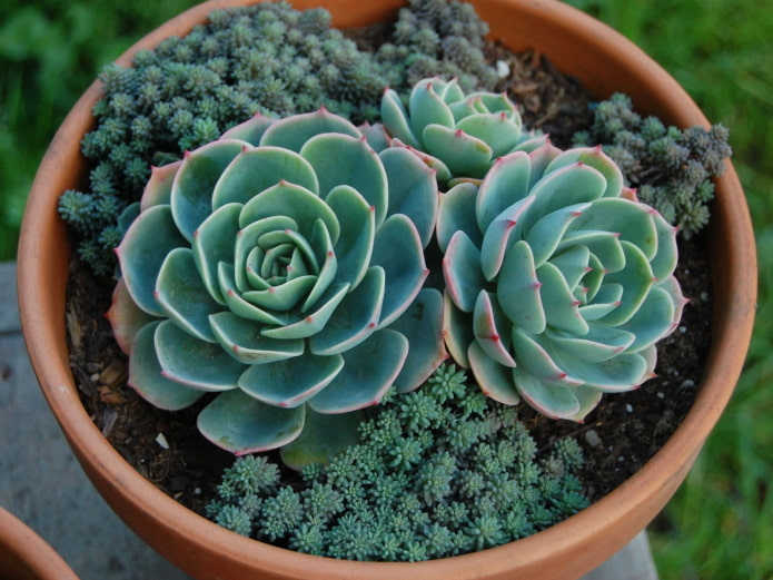 een combinatie van twee soorten planten