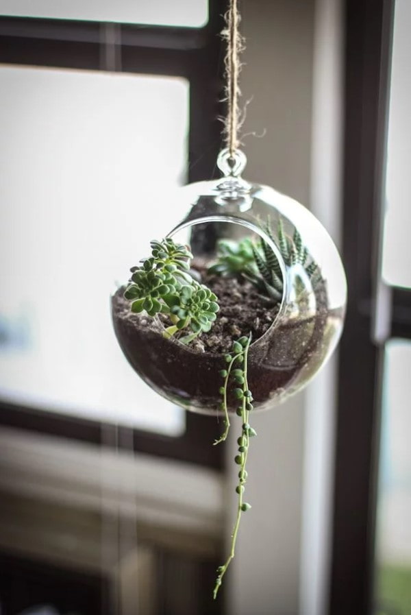 een florarium voor vetplanten
