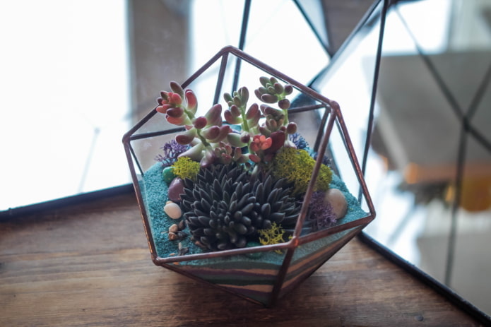 succulenten florarium