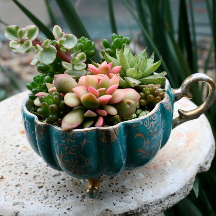 succulenten in een kopje