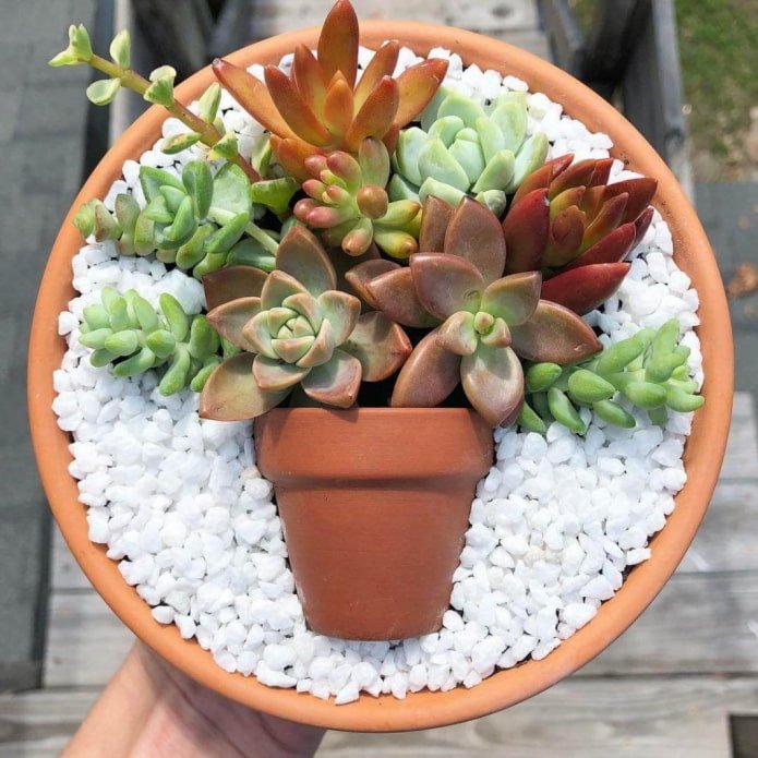 succulentenboeket