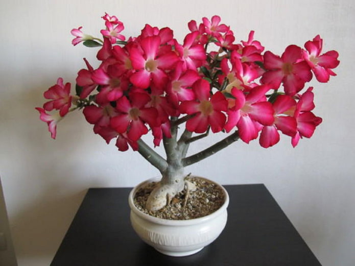 bloeiende adenium