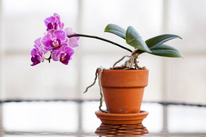 Orchidee voor de schaduw