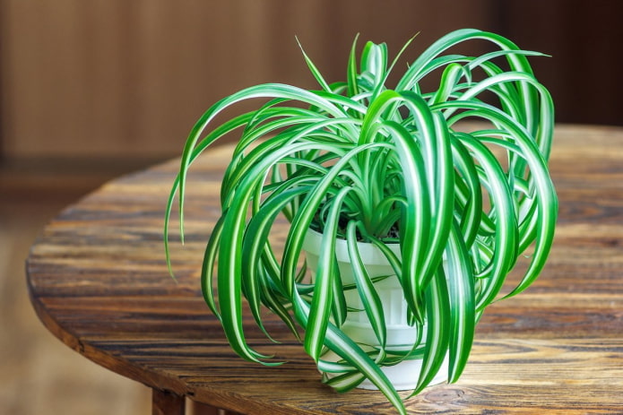 chlorophytum voor in huis