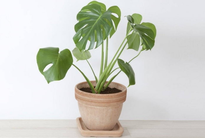 waar plaats ik een monstera