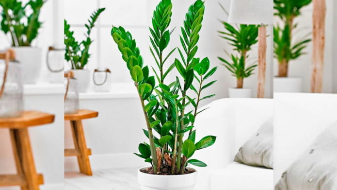 zamioculcas hoe te kweken