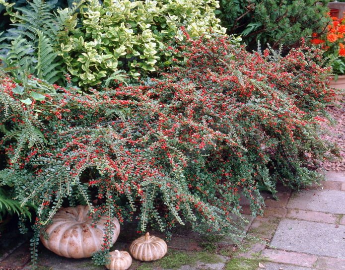 cotoneaster met bessen