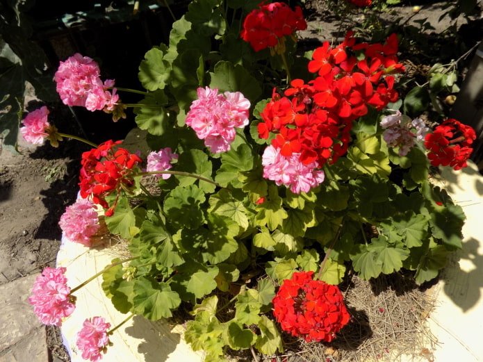 pelargonium in een bloemperk van een wiel