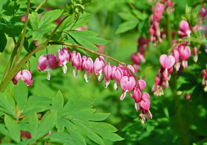 Dicentra flowers