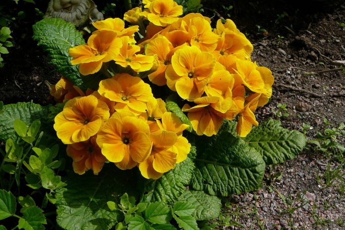 sleutelbloem met gele bloemen