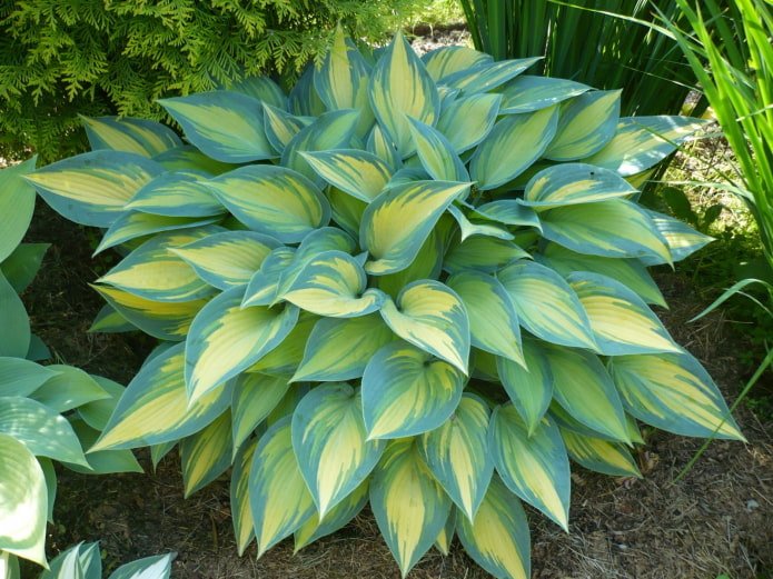 blauwe hosta